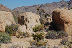 Rounded outcrops of weathered granite at the Desert Queen abandoned gold mine.